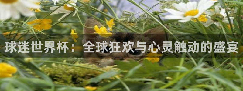 世界杯决赛直播:球迷世界杯:全球狂欢与心灵触动的盛宴